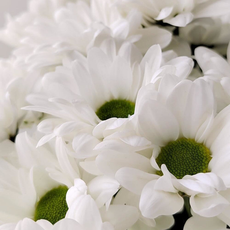 Daisy