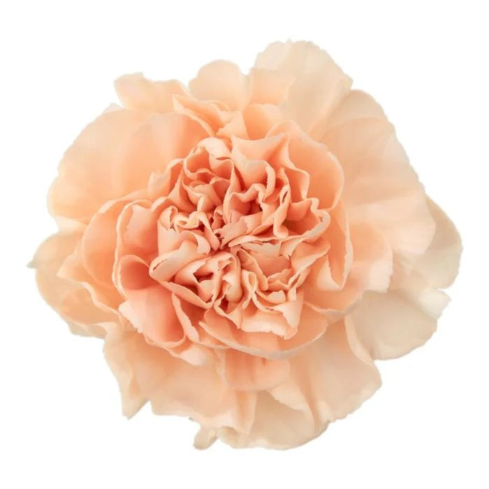 Carnations