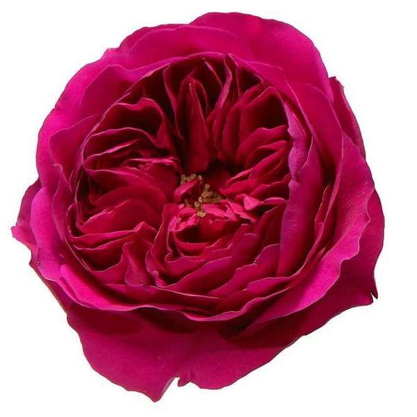 Garden Rose Hot Pink - Bulk and Wholesale