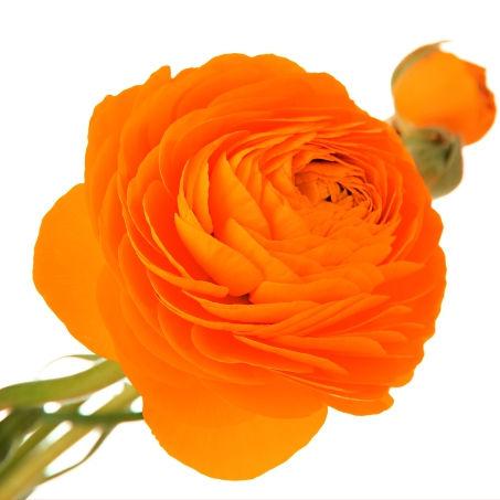Ranunculus Orange - Bulk and Wholesale