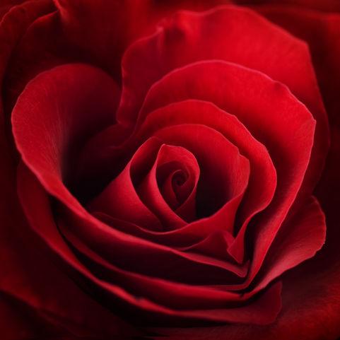 Rose Red - Bulk and Wholesale