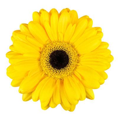 Gerbera Yellow Mini - Bulk and Wholesale